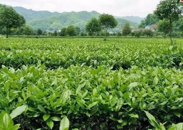 【產(chǎn)業(yè)立市　桃源在行動(dòng)】喜訊！桃源這2家富硒企業(yè)入選2019湖南省級(jí)工業(yè)旅游示范點(diǎn)