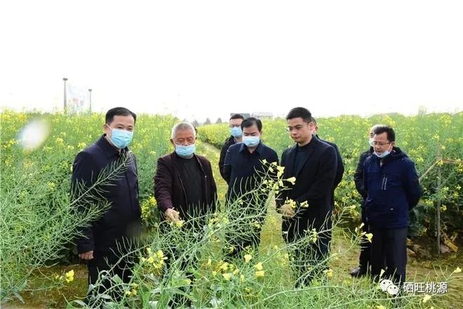 縣人大常委會主任江志暉帶隊調研富硒油茶、油菜高產技術